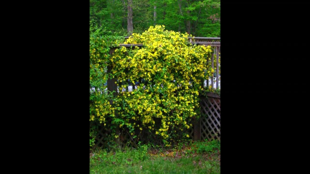 popcorn popping on the apricot tree YouTube