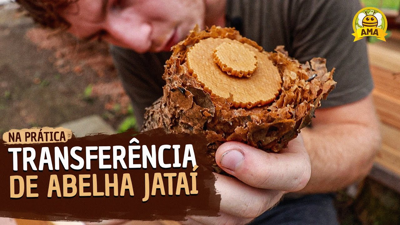 Transferência de Abelha Jataí SIMPLIFICADA (Da isca para a caixa racional)
