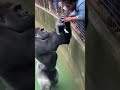 الغوريلا تنقذ القطة اللطيفة فيديو فيروسي عشوائي 