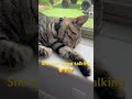 😴 #sleeping #foryou #cat #cutecat #catvideos #funny