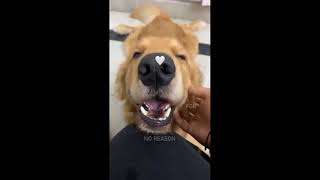 This will be one Best Minute of Your life ❤ Superhit Dog videos of 2022 #respect #dogs by PetHolics 9 views 2 years ago 1 minute, 20 seconds