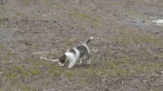 Tom & Jerry / Zabawa  w  kotka  i myszkę . screenshot 3