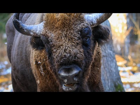 Тропою могучего зубра. Экскурсия в заказник. Смотрим шерстяных коров.