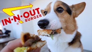Corgi Tries In-N-Out Burger Dog Menu || Life After College: Ep. 589