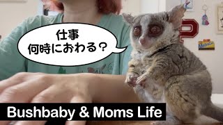 【日常】飼い主の仕事中もべったりな甘えん坊お猿 "Bushbaby & Mom's Life" ショウガラゴのピザトル