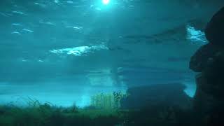 Under the Water's Surface [ Diving & Underwater Ambience ] Forbidden West