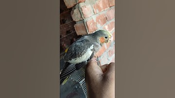 my cutie jojo 😁😍🤩#samsi #birds #minivlog @ptbirdlover528 @PARROTDIPANKAR #shortvideo