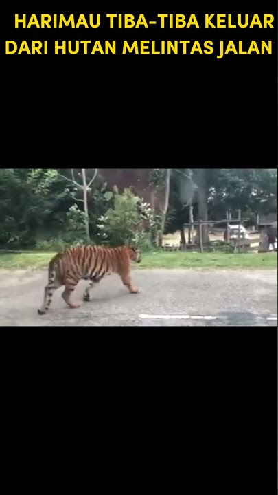 Harimau Melintas Jalan Raya #shorts
