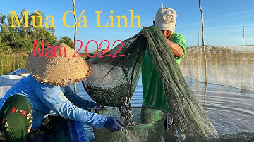 NHỚ MÙA CÁ LINH • BÔNG ĐIÊN ĐIỂN • Đặc Sản Mùa Nước Nổi Miền Tây | Bông Lúa Đồng Tháp