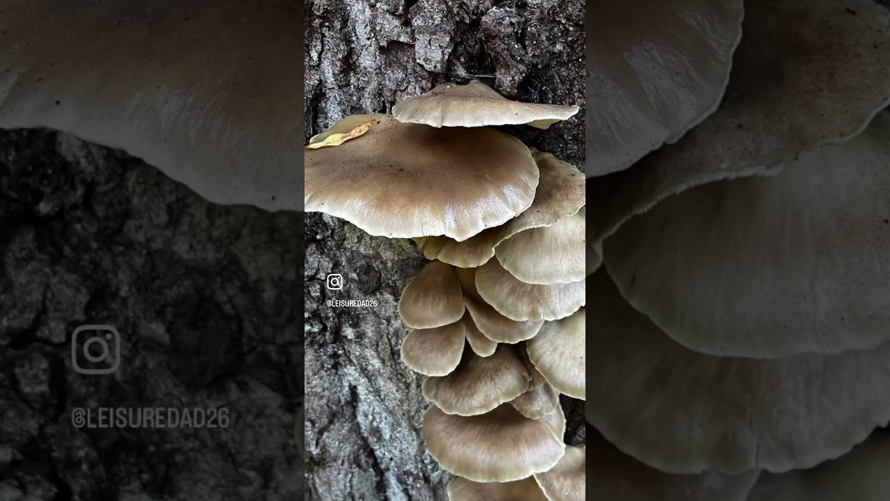 Oyster Mushroom Forage Bay Area