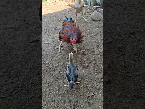 memandikan ayam dengan air kunyit agar semakin tebal dan sehat merah merona