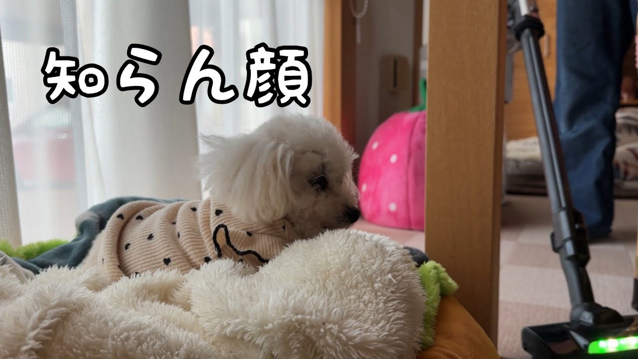 頑張るママを無視するトイプードル姉妹 - YouTube