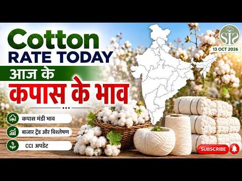 Cotton Rate Today 😱 | आज के कपास के भाव | 13 October 2026 #cotton