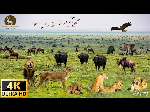 Legends of the African Savanna: Lions, Elephants and Leopards