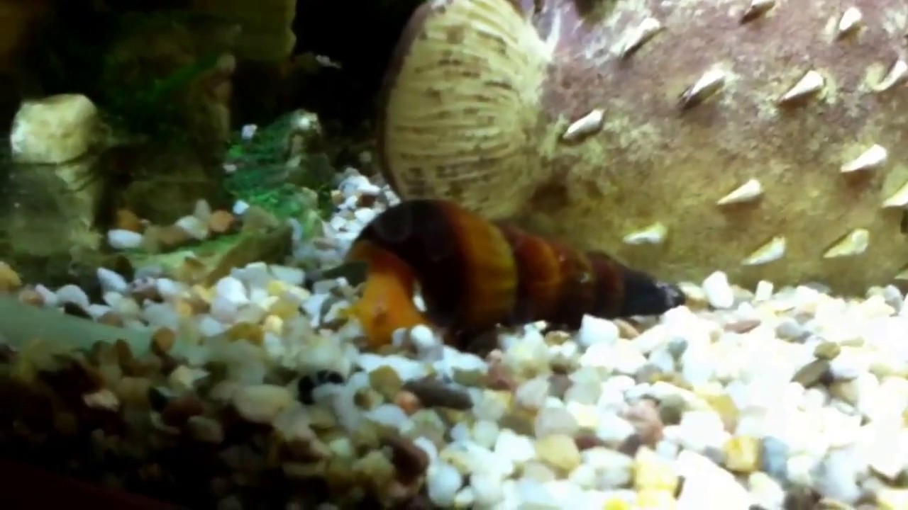 reptiles en ligne New rabbit snails!