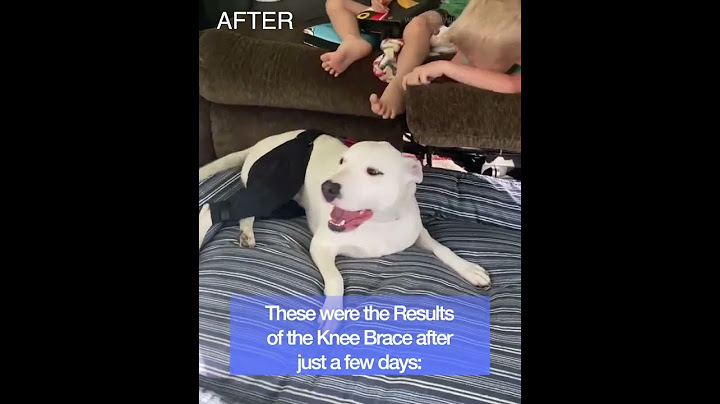 Dog Knee Brace Full Recovery Story
