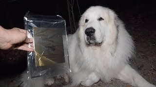 アラン　ペティグリーアワードを受賞する　Great Pyrenees　グレートピレニーズ