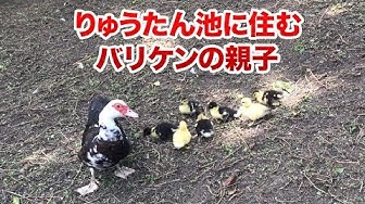 バリケン Youtube