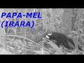 PACA, PAPA MEL, LAMBU, MACACO PREGO. PAPA MEL CARREGA AS MANGAS