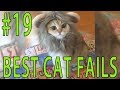 Best Cat Fails: #19 | FAIL.GROUP