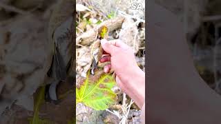 पातमा सुतेको चरा यसरी उड्यो  | bird sleeping on the leaf #shortvideo