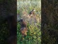 ☺️🤗🐶🐕#милыесобачки #собаки #dogs #врекомендации #наютубе #shorts