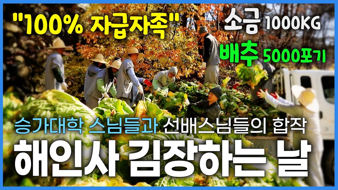 국내 3보 사찰 중 하나인 해인사 김장하는 날! 들어가는 배추만 5000 포기, 소금 1000kg! 웃어른이 조금은 불편한 승가대학 스님들과 선배스님들의 합작 | 산사의 월동준비