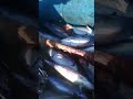 الحمد لله تتواصل النتائج الإجابية💪🏻🎣  Leurre  Kingdom 12.5cm 24g Slow Sinking de chez MLP Fishing