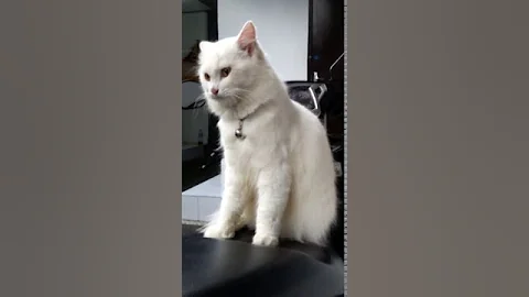 Video 1265951: white turkish angora, cute turkish angora
