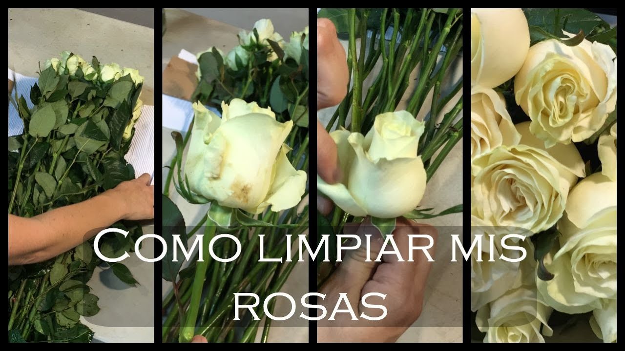 Como limpiar mis rosas