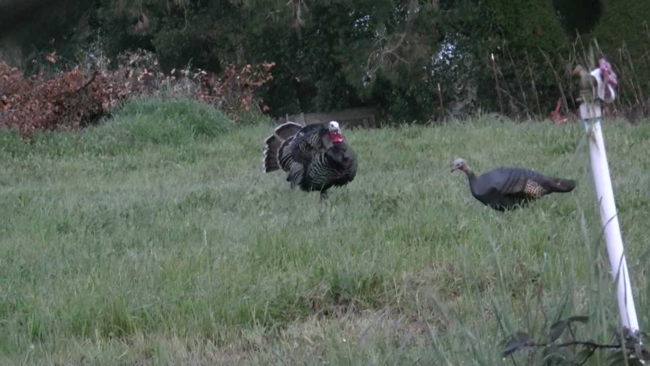 Archery spring turkey hunting California YouTube