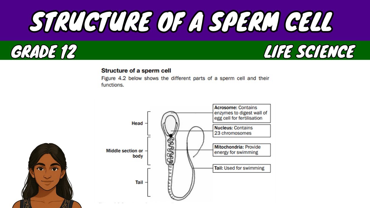 Structure of a Sperm Cell | Grade 12 Life Science