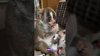 12 Amazing Nocturnal Animals You Need to See. #animals #wildlife #nature #trending #viral #fyp