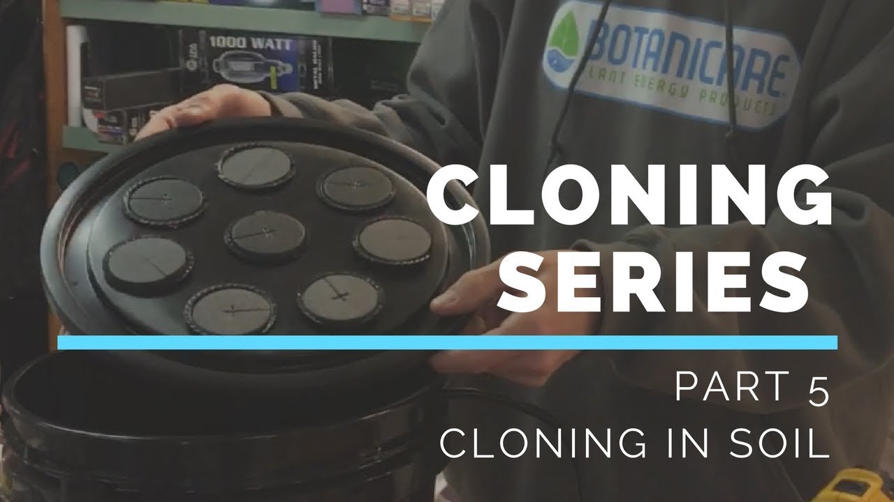 CLONING SERIES - PART 5 - CLONING IN SOIL - WATCH THIS BEFORE YOU CLONE IN SOIL