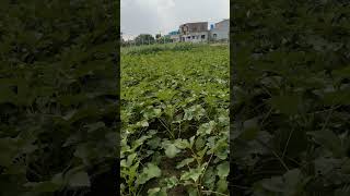 ছোট্ট ছোট্ট গাছে ভেন্ডি ফলন 🌿🌿 #naturelovers #garden #rooftop #farming #nature #chadbagan
