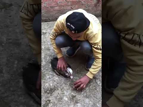 لما اخوك الصغير يشارب البطة شاي ابن مصر