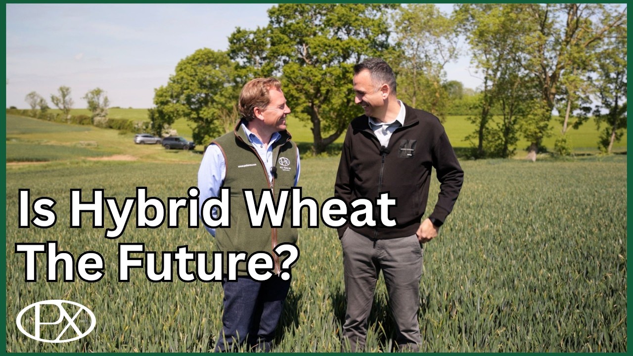 Will Hybrid Wheat Change Farming? Talking with Syngenta’s Head of Seeds