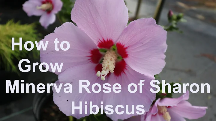 How to grow Minerva Rose of Sharon (Hibiscus) with detailed description
