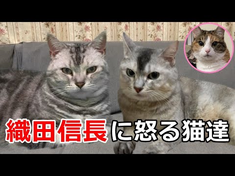 織田信長公をおっちゃん呼ばわり😱土用の丑の日！【関西弁をしゃべる猫】