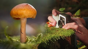 Smartphone Macro Photography | Apexel Mobile Macro lenses