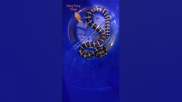 Rắn cạp nia bắc cực độc #funnyanimal #карелия #snake #chimbachmi
