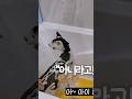목욕하다 방언터진 고양이😹😹#shorts #shortsvideo #funnycat #catthings #stupide