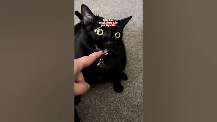 Video 10668291: cat fails funny pets, cats funny pets animals, cat love