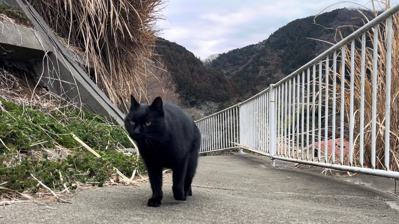 坂道で追いかけてくる黒ねこちゃん No.1133 2026年 2月 20