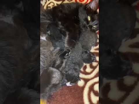 Yavrularını saklayan anne