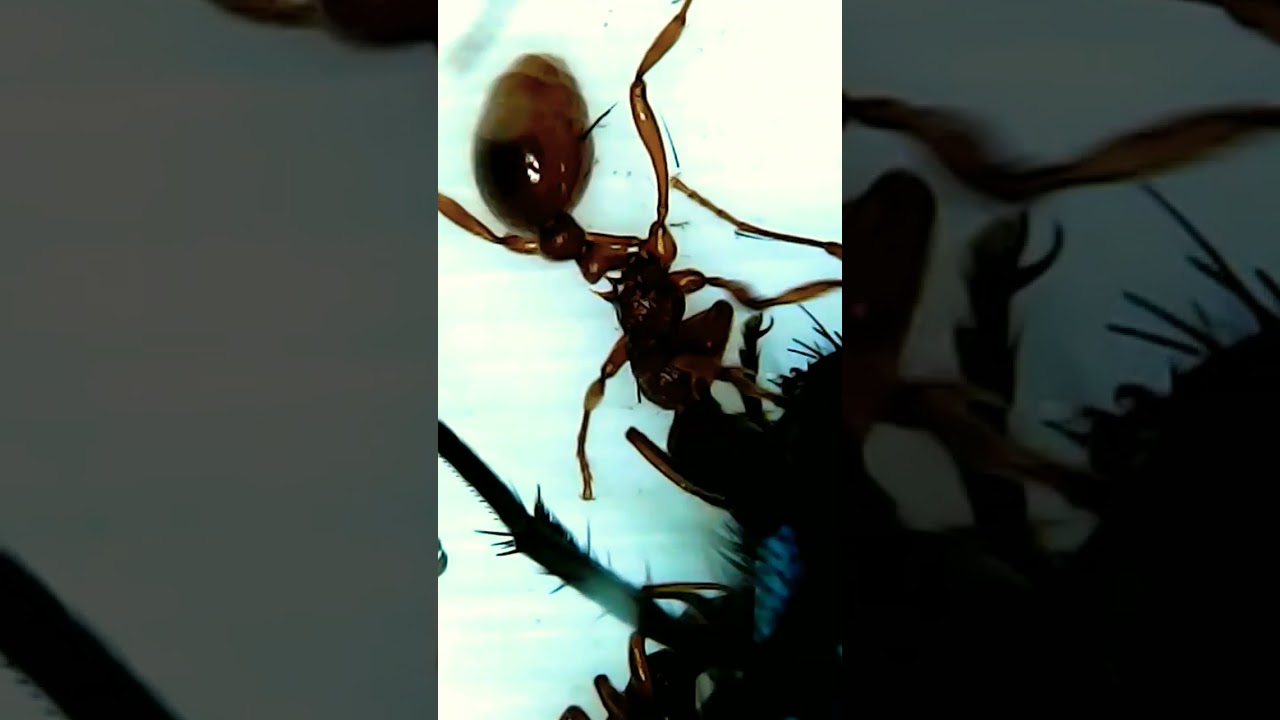 European fire ants eating fly(super close up) 