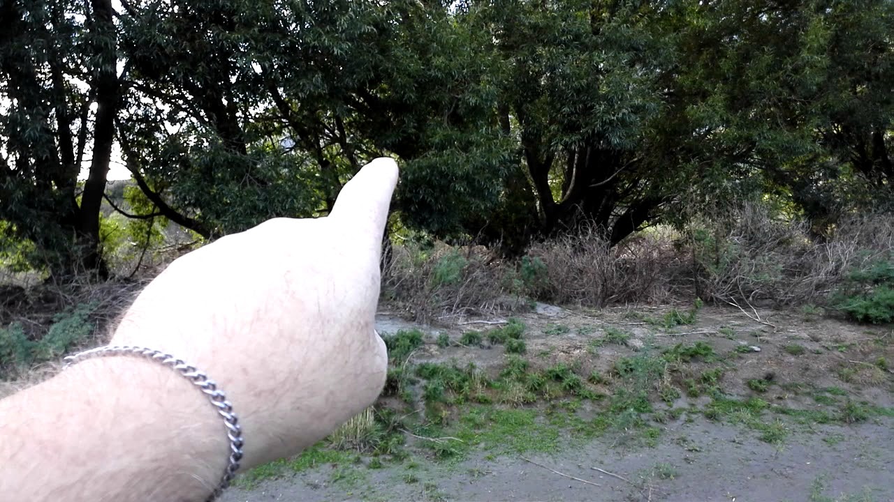 Still chasing rabbits 3 - YouTube