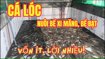 Cách Nuôi Cá Lóc Trong Bể Xi Măng, Bể Bạt Cực Dễ | Vốn Ít, Lời Nhiều