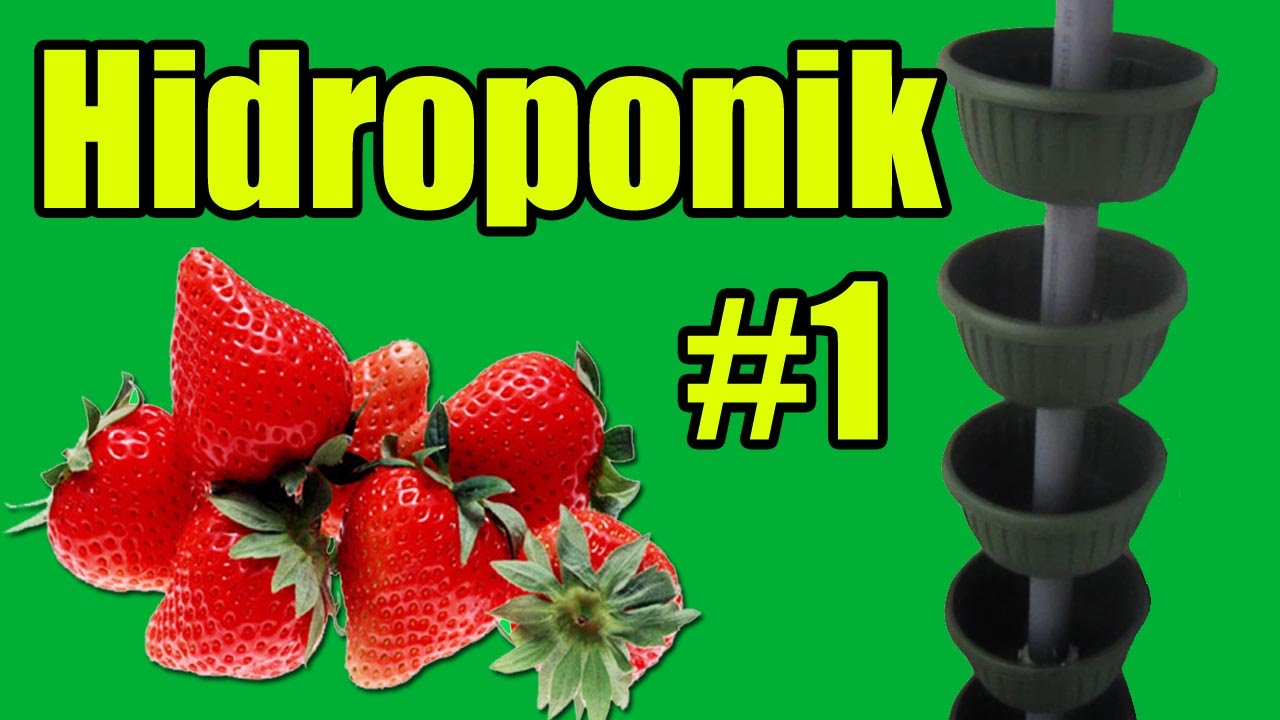 Клубника на балконе #1(Strawberry on the balcony#1)