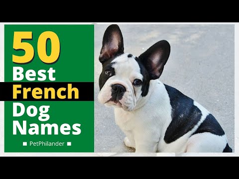 Video: 50 modeinspirerade hundnamn